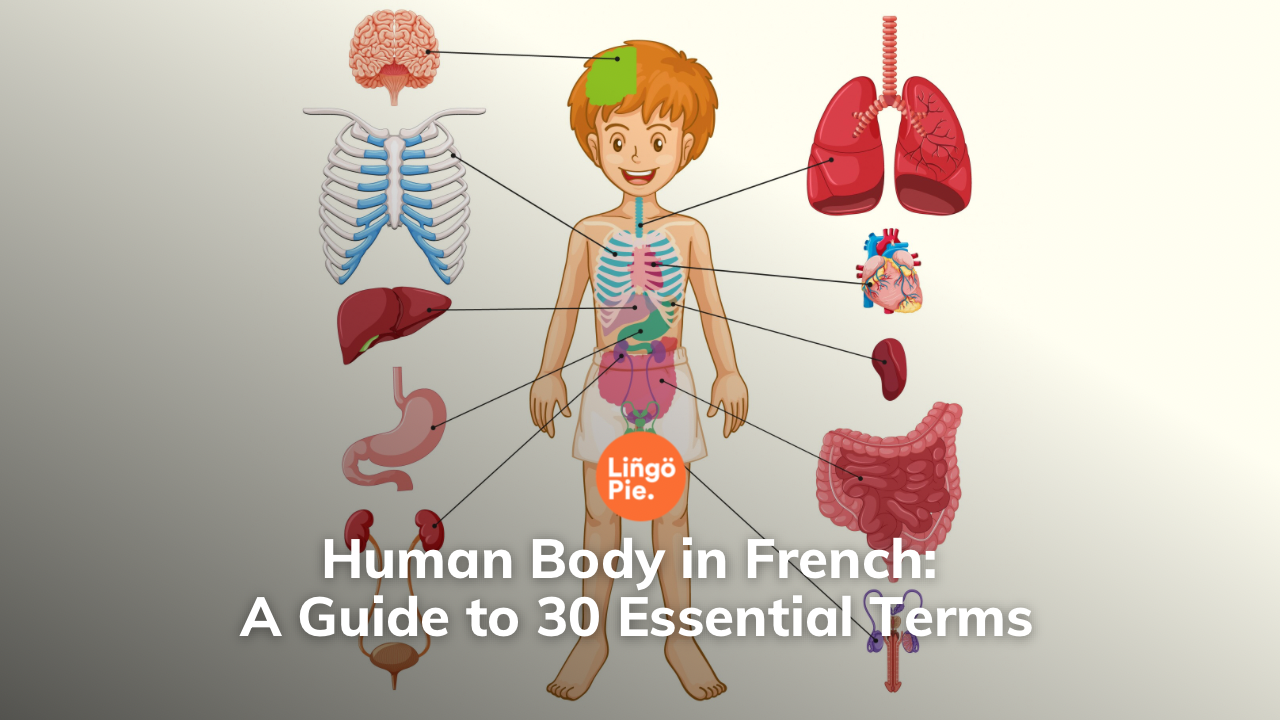 Human Body in French: A Guide to 30 Essential Terms